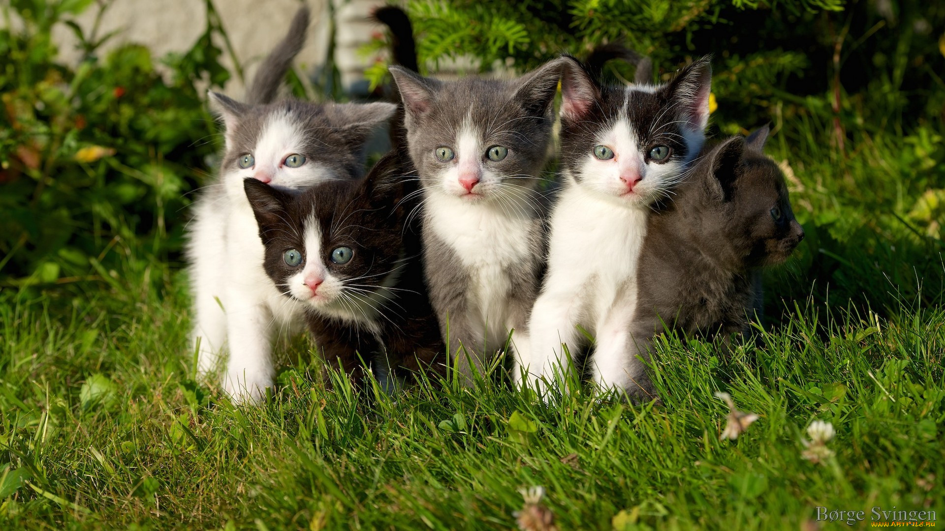 , , , , grass, kittens